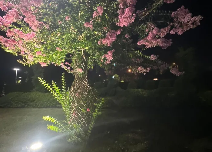View * 费特希耶